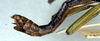 CollectionObject 1558280; NMW 250', 5235c3b1-7246-40e3-8198-b43eef07bed6: copyright NMW. male (lectotype). (CollectionObject).
