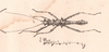 CollectionObject 1556947; bbe7a21b-df2e-4b0a-a4e7-363cf1b8e76a: from Westwood, 1859. male (lectotype). (CollectionObject).
