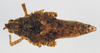CollectionObject 1572732; 030c7515-365b-4167-a60c-01c496177bbb: female, dorsal view (paratype). (CollectionObject).
