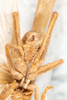 CollectionObject 1532900; 79ee8bd7-2f4d-44c2-9a3b-9c28308aadb7: male, ventral view (holotype). (CollectionObject).