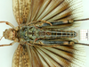 CollectionObject 1530734; 873e67ac-a02e-45de-959a-2c294bbd6e20: male, ventral view (syntype of Bryodema luctuosum lugens). (CollectionObject).