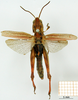 CollectionObject 1530666; 9ef08a05-00d4-48a4-a04f-2fce021b2114: female, dorsal view (holotype or syntype). (CollectionObject).