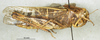 CollectionObject 1507073; 9140f00e-f51f-4491-90d4-f9862417acd5: female, lateral view (holotype of Gastrimargus clepsydrae). (CollectionObject).