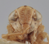 Head on Athysanella (Amphipyga) stylata (Osborn, 1930): Head. (Observation).