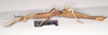 CollectionObject 1561531; NHMUK(SF IMPORT DUPLICATE) 844938, 8e2e757a-dc43-4936-9268-cd7db1ea400b: copyright Natural History Museum, London. female, lateral view (holotype). (CollectionObject).