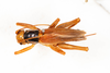 CollectionObject 1536896; 6d156eca-a4d3-4b4b-8899-f1b3c511cbd1: female, dorsal view (syntype). (CollectionObject).