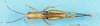 CollectionObject 1537590; 65ddc1be-43f9-45cd-a984-e1e47eef91ae: male, dorsal view (holotype). (CollectionObject).