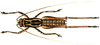 Paranelytra bruneri Karny, 1907: male, dorsal view. (Otu).