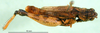 CollectionObject 1501425; 5a785bdb-7899-4774-b170-8578c6c0515a, DORSA BA000394S01: male, dorsal view (holotype of Dociostaurus iranicus). (CollectionObject).