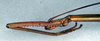 CollectionObject 1559211; ae501d07-96a7-456b-bacb-b49802e42099: copyright NMW. female: head and thorax, lateral view (syntype). (CollectionObject).;CollectionObject 1559212; 1e771717-c82a-417a-b44d-02dc1860b27c: copyright NMW. female: head and thorax, lateral view (syntype). (CollectionObject).