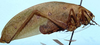 female, lateral view (syntype). Depicts CollectionObject 1522571; 44c9ace2-dfee-46d9-912b-3cf9096ec728, a CollectionObject.