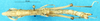 CollectionObject 1580307; 5d398b37-7357-42ce-b9c8-088f63f770bb: female, dorsal view (paralectotype). (CollectionObject).