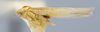 Habitus, lateral view: (Observation).