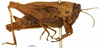 male, lateral view (syntype). Depicts CollectionObject 1578175; OUM 735 3/4, 0bcfa692-5174-4680-b729-a9b0cc56c50d, a CollectionObject.