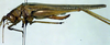 CollectionObject 1500363; f7d0ae29-93ad-4026-a79c-d05ce38bbefa, DORSA BTxipaliHTF: female, lateral view (holotype). (CollectionObject).