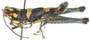 Maculacris flavomaculata Willemse, 1932: male, lateral view. (Otu).