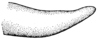 Machimoides vivasi Rehn, 1950: Fig. 6 (after type). male left cercus, lateral view. (Otu).