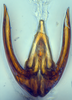 Aedeagus, ventral view: (Observation).
