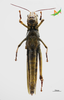 CollectionObject 1525087; Unioeste Cascavel K-0585, 0847d8a5-9ef2-4af6-9181-7b517e32d999, Unioeste Cascavel K-0585: Female, ventral view. (CollectionObject).