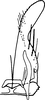 Subgenital plate, ventral view on Elabra presa Dworakowska, 1994: Subgenital plate, stylus & connective. (Observation).