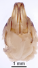 CollectionObject 1522777; 6364b0b9-e039-44e4-b760-239d2b942e86: Male genitalia, ventral view (holotype). (CollectionObject).