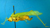 CollectionObject 1500519; f3140e7a-ab69-471e-8f7f-8760c324f8dd: female, lateral view (syntype). (CollectionObject).