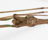 CollectionObject 1557304; NMW 645, f9e15317-ecad-451e-9f8e-c1986a57f9e7: copyright NMW, Vienna. male head, lateral view (holotype). (CollectionObject).