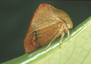 Cymbomorphini Haupt, 1929: _Cymbomorpha_. (Otu).