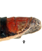Pygofer, lateral view: Caudal abdomen, lateral view. U.S.A., Texas, Valentine, KSEM. (Observation).
