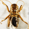 CollectionObject 1591237; e8747eed-c52c-422f-a646-6554f70ebc08, DORSA D001SF01: female, dorsal view. (CollectionObject).