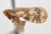 Habitus, lateral view: !! display not done !! on Bothriocera furcata Caldwell, 1943: (Observation).