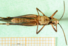 CollectionObject 1570316; 96816617-5c3a-410a-9f34-620e61be1528: male, ventral view (paratype of Gymnobothrus houyi). (CollectionObject).