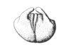 Ceuthophilus (Ceuthophilus) variegatus Scudder, 1894: Fig. 379. Subgenital plate of male. (Otu).