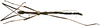 CollectionObject 1578587; RBINS IG: 32700, 737198b7-593d-40e7-b101-96be7e35e36d: copyright ISNB, Brussels. male, dorsal view (holotype). (CollectionObject).