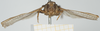 CollectionObject 1517892; 07de5cf5-f8ea-43c7-924b-d832e7520b12, NHMUK010924507: male, frontal view (holotype). (CollectionObject).