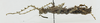 CollectionObject 1573561; efc5a596-016e-47cd-80ea-2e71470444e1: female, lateral view (paratype). (CollectionObject).