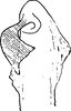 Aedeagus, lateral view on Aphilaenus ferrugineus (Melichar, 1902): Aedeagus, lateral view. (Observation).