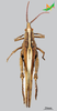 CollectionObject 2269116; Unioeste Cascavel K-1221, 80e6b161-a432-408b-9375-a76f00c3e38f: Female, dorsal view. (CollectionObject).