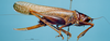 CollectionObject 1529607; 6e7a3d7d-dbe6-4b9c-94a6-bf4e3be57d4f: female, lateral view (holotype). (CollectionObject).