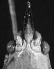 Melanophoxus brunneri Karny, 1907: male, female fastigium of vertex, frontal view (Peru, Dept. Loreto). (Otu).