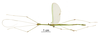 CollectionObject 1583799; 5752d8d7-b24c-4619-8340-67fb9ddab99d: copyright MNHN, Paris. male (holotype). (CollectionObject).