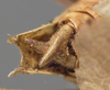 CollectionObject 1506514; 2b030b82-4b84-4c77-89f1-ae93e664e327: male abdomen tip, dorsal view. (CollectionObject).