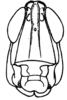 Stereotettix paralogistes Rehn, 1906: Fig. 34C. male head, frontal view. (Otu).