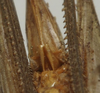 CollectionObject 1535178; 06afe236-b79b-4419-8d5d-21eccc4b90ba: female subgenital plate (holotype). (CollectionObject).