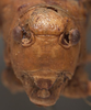 CollectionObject 1505751; f8ac06c3-2906-4697-8dd3-0c708f59f2ae: male face (holotype). (CollectionObject).
