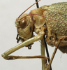 CollectionObject 1582529; 1a2b6839-ab98-4c14-81cd-21b02294dad4: female head and pronotum, lateral view (syntype). (CollectionObject).