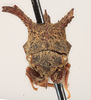 Head: !! display not done !! on Anchon brunneus Funkhouser, 1937: (Observation).