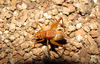 Endecous (Notendecous) bahiensis Castro-Souza, Zefa & Ferreira, 2017: adult male. (Otu).