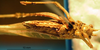 CollectionObject 1538366; 30a726c8-a333-40cb-8825-60b59b1c621d: male, ventral view. (CollectionObject).
