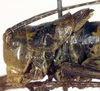 CollectionObject 1502518; 45843e41-67ed-46ef-b490-f0e497c9614c: male pronotum, lateral view (paralectotype). (CollectionObject).